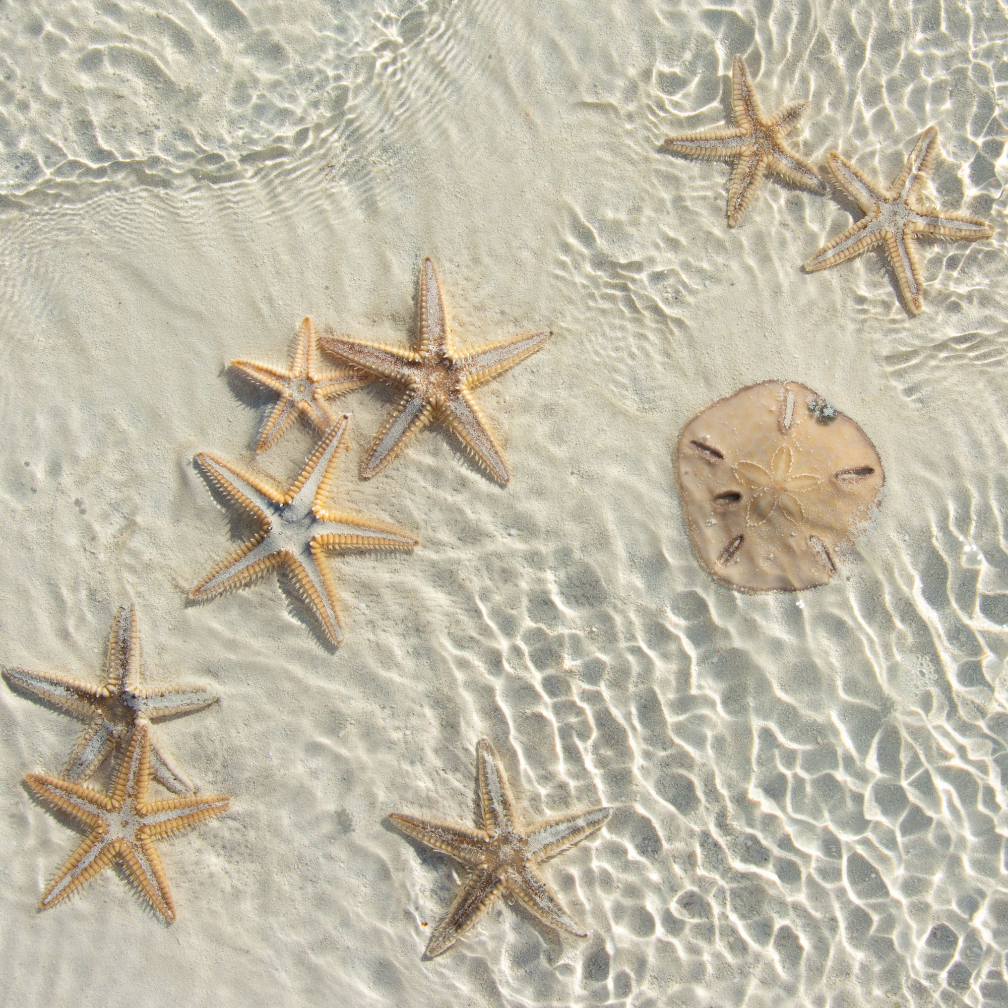 Untitled design - 2025-12-12T112356.296