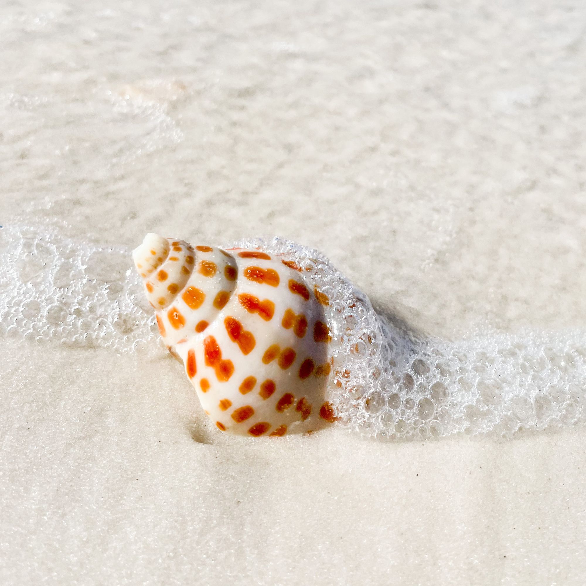 Untitled design - 2025-12-12T112839.486