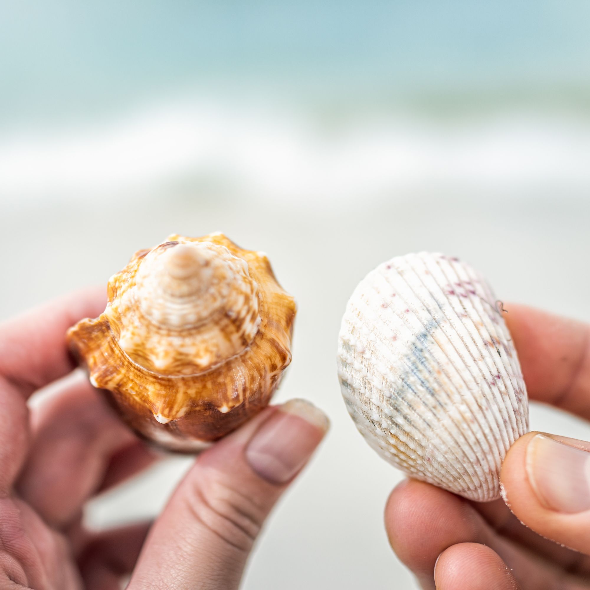 Untitled design - 2025-12-12T113525.291