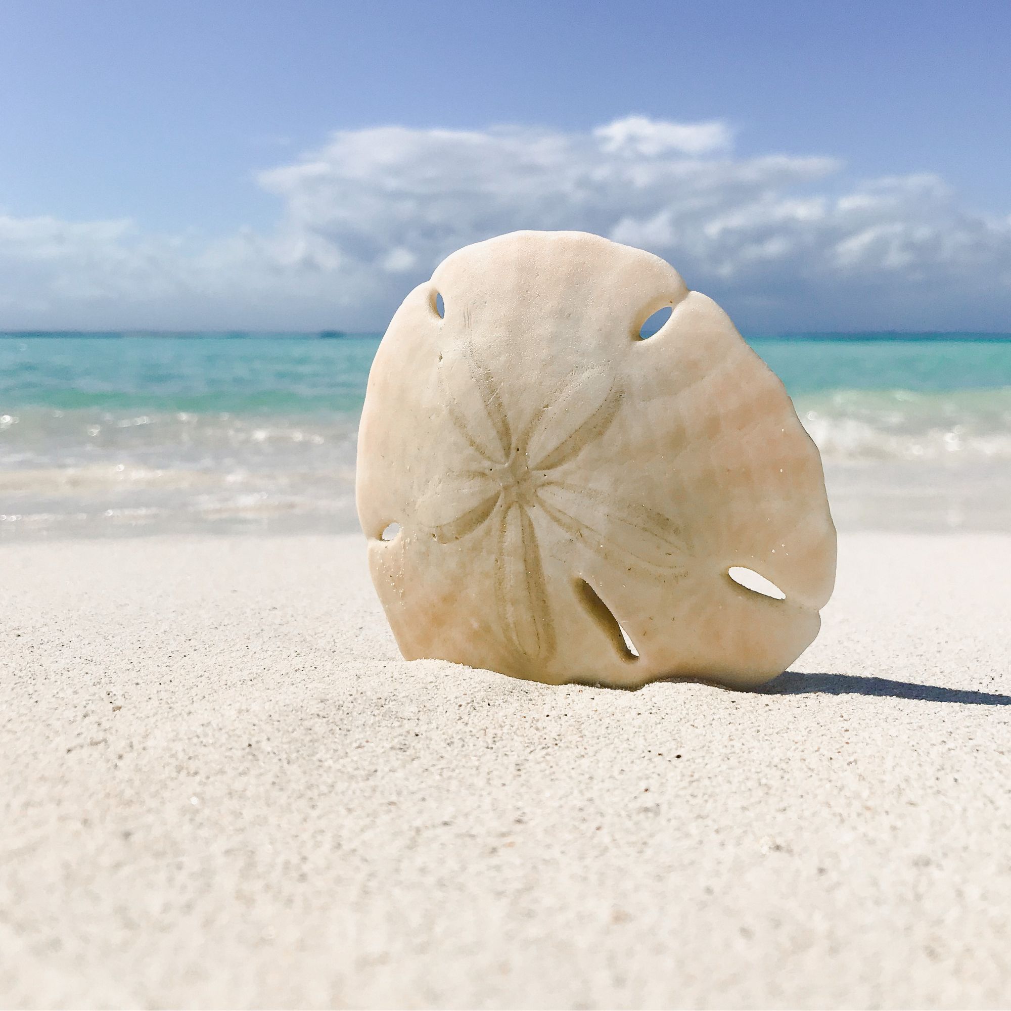 Untitled design - 2025-12-12T115303.805